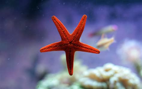 Starfish ne demek